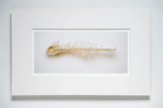 Shoal (print) 2023