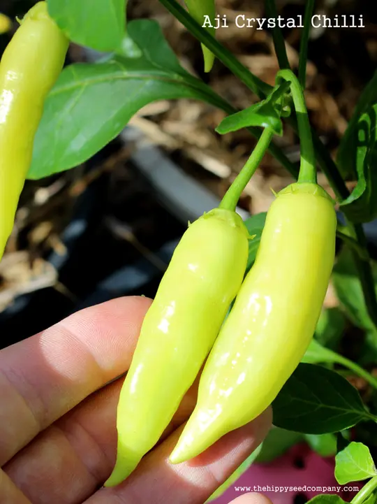 Aji Crystal Chilli