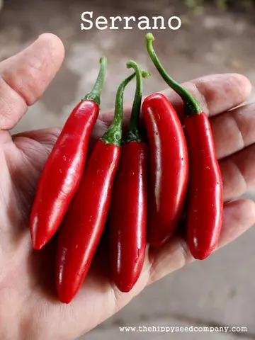 Serrano