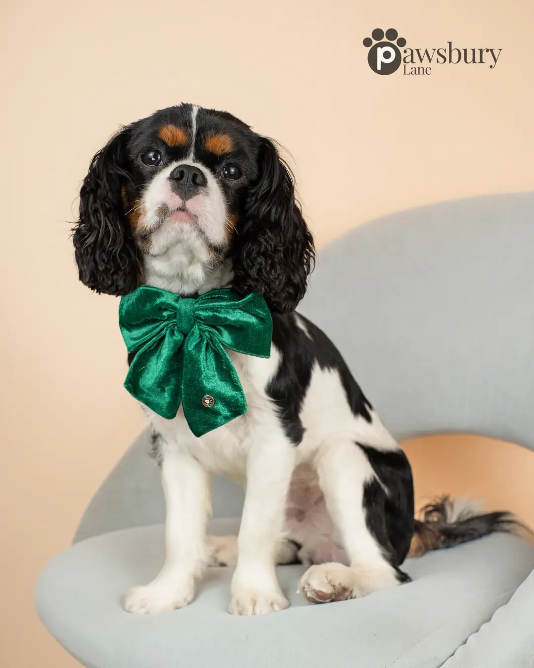 Dazzling Velvet - Green - Pet Bow
