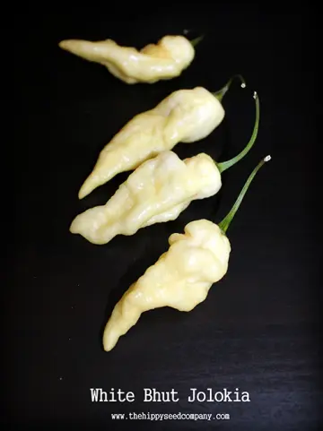 White Bhut Jolokia