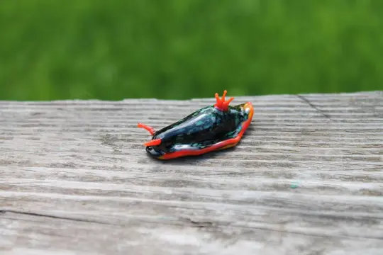 Black Sea Slug With Red Crown – Glass Nudibranch Sculpture 2 Inch