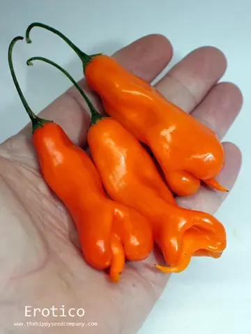 Erotico Chilli