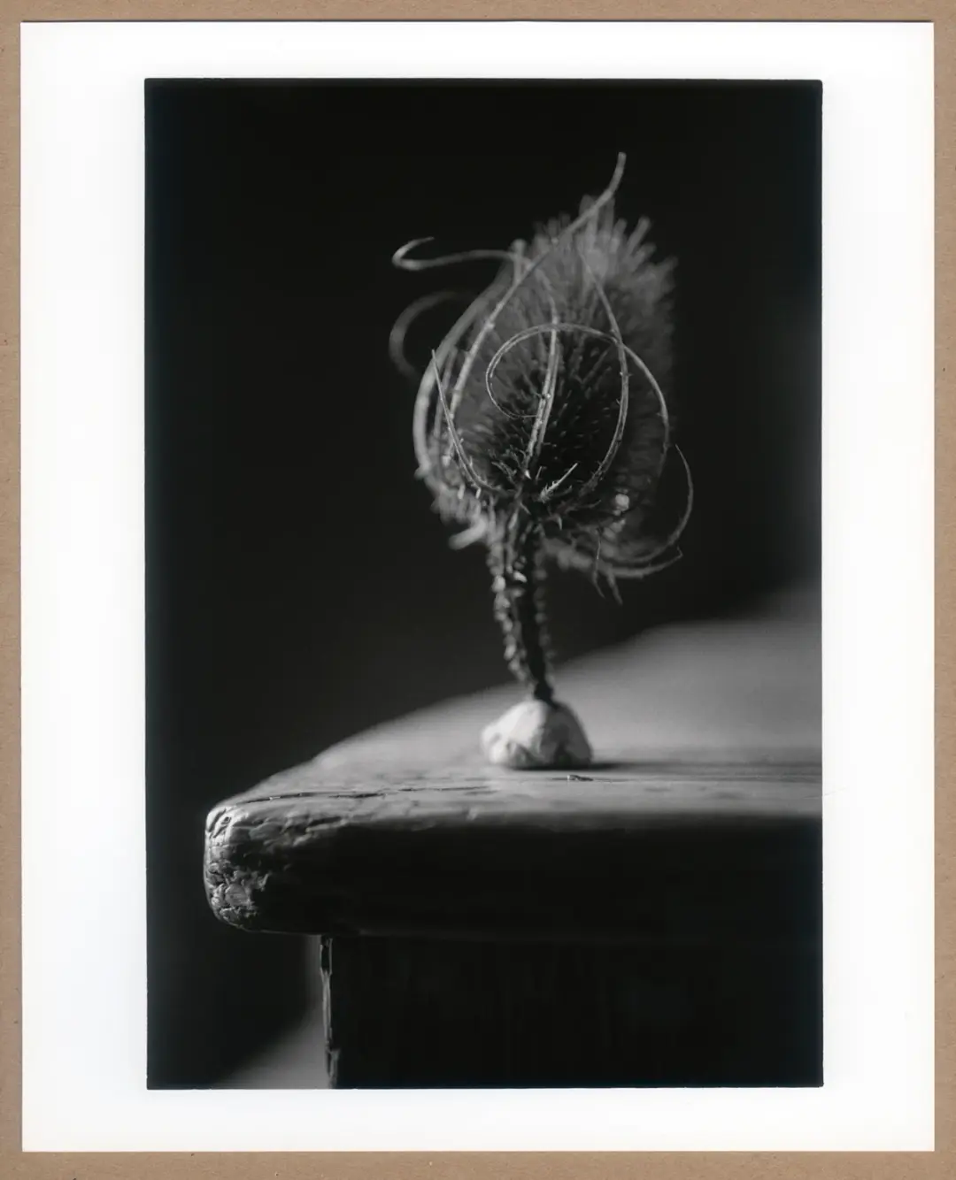 Teasel.