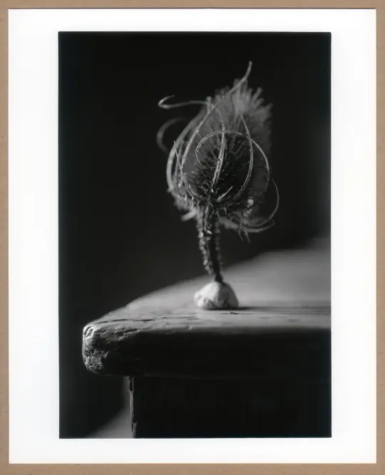 Teasel.