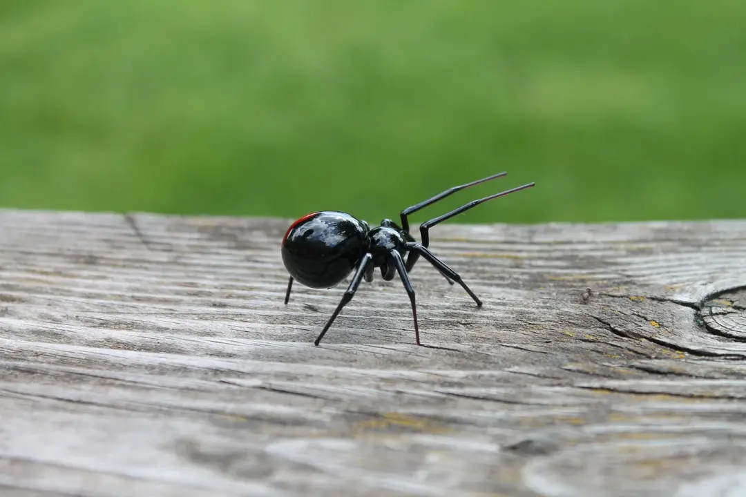 Black Widow Glass Spider Figurine – Murano Lampwork Art