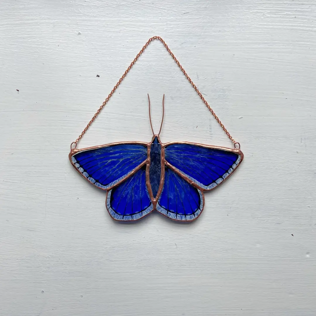 Adonis Blue Butterfly