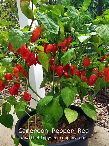 Cameroon Pepper Red