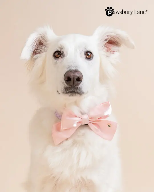The Satin Collection - Dog Bow - Blush Pink