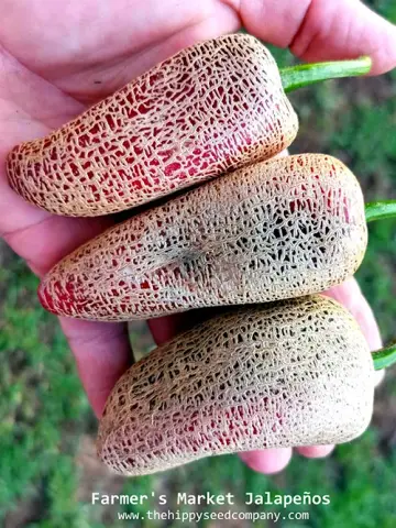 Farmer's Market Jalapeno