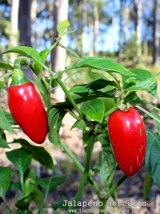 Jalapeno Hercules