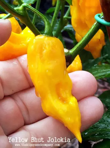 Yellow Bhut Jolokia