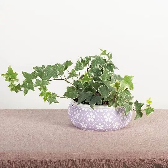 Cement Flower Pot with White Flowers, Low