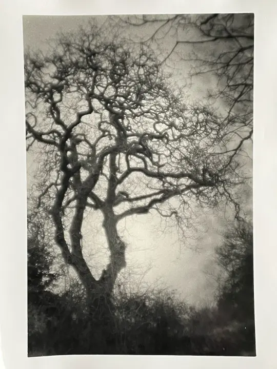 Tree, Port Navas, Cornwall.