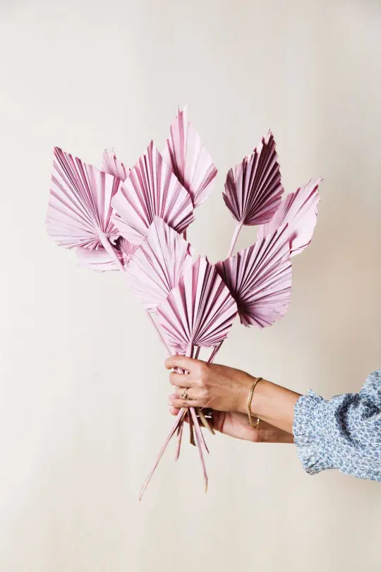 Pink Spade Palm