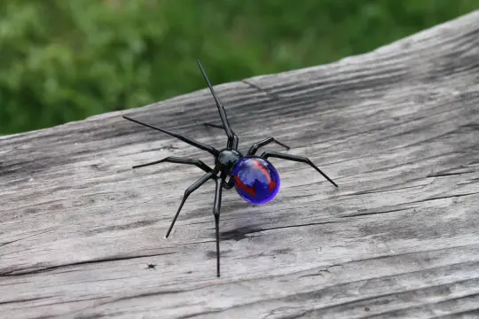 Spider Blue Spider Glass Sculpture With Red Spot – Handmade Murano Art