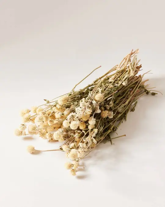 Natural Dried Amaranth