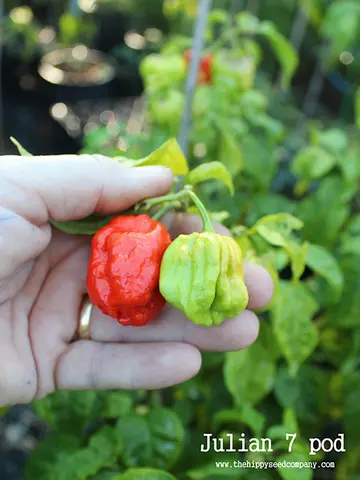 Julian 7 pod Pepper