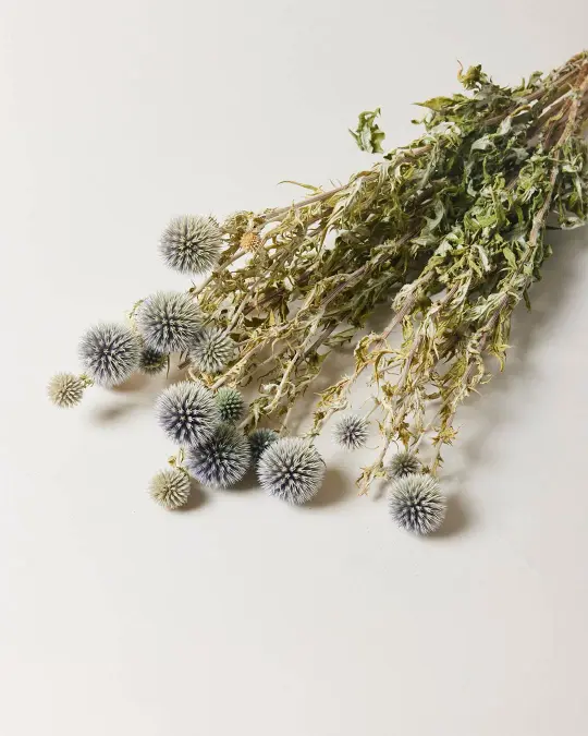 Thistle Bundle