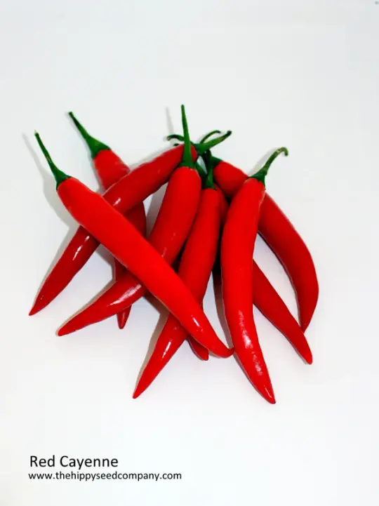 Red Cayenne Pepper
