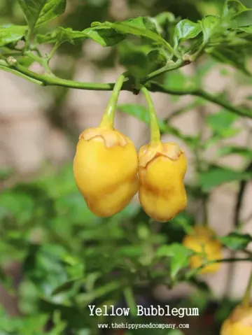 Yellow Bubblegum