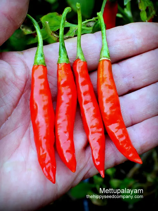 Mettupalayam Chilli