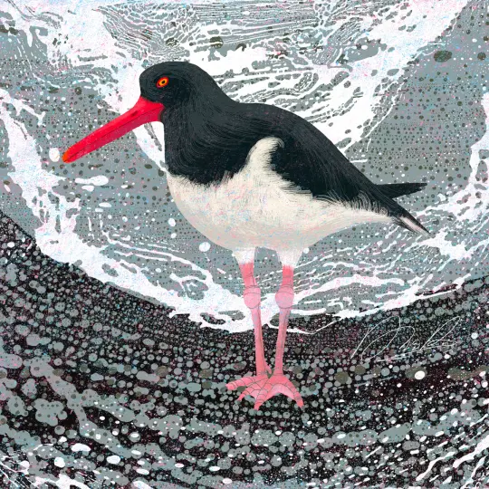 Oystercatcher