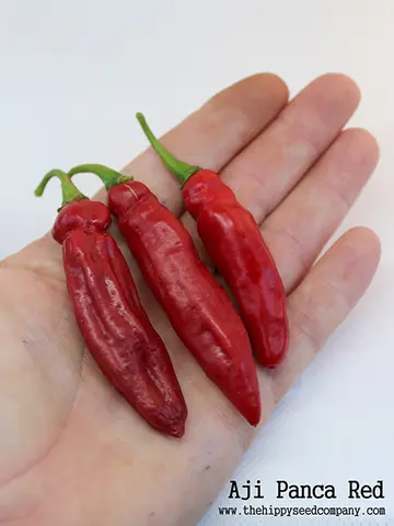 Aji Panca Red