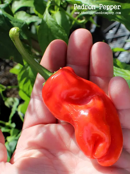 Padron Pepper