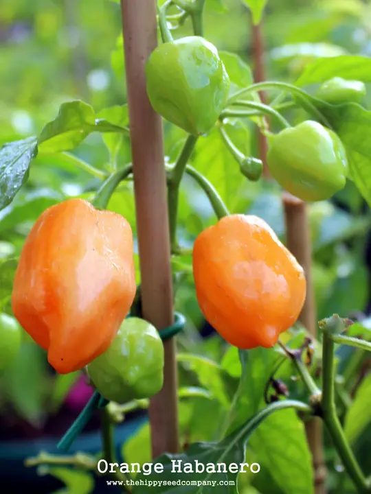Orange Habanero