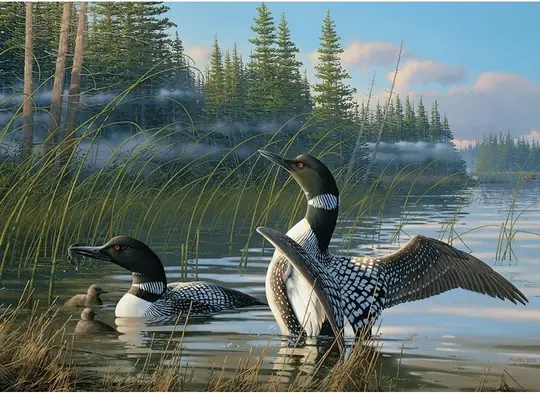 Cobble Hill 1000 Piece Puzzle - Common Loons - Sample Poster Included