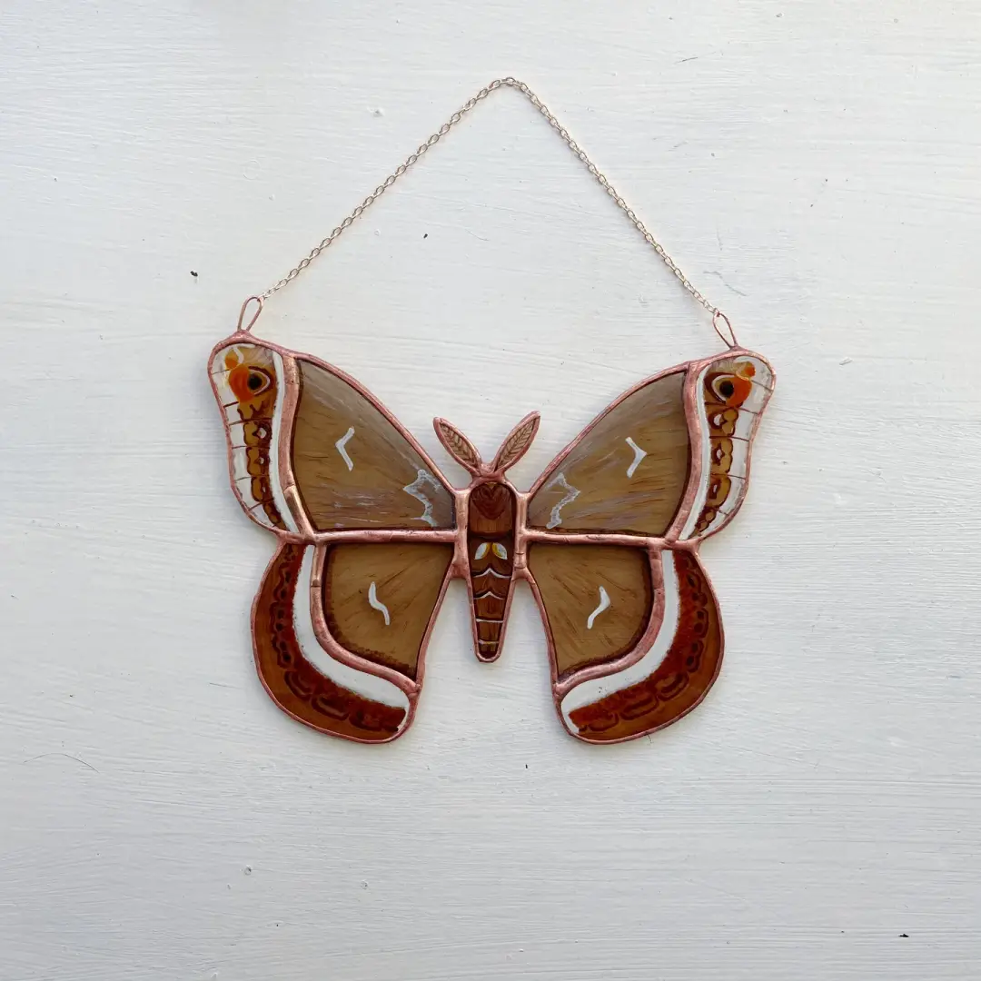 Calleta Silkmoth