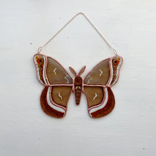 Calleta Silkmoth