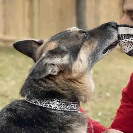 Telar Woven Zapoteca Dog Collar