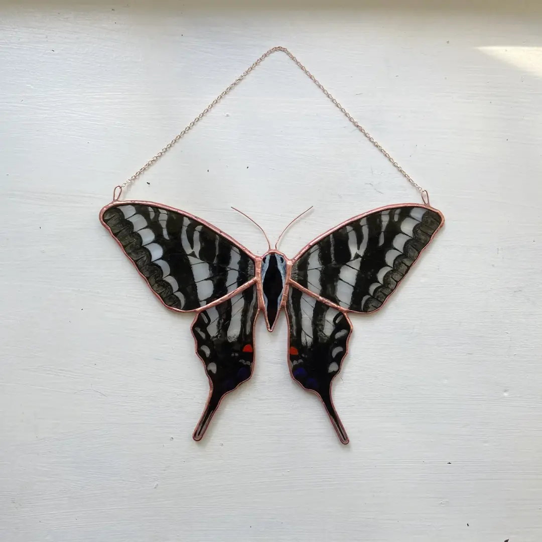 Zebra Swallowtail Butterfly