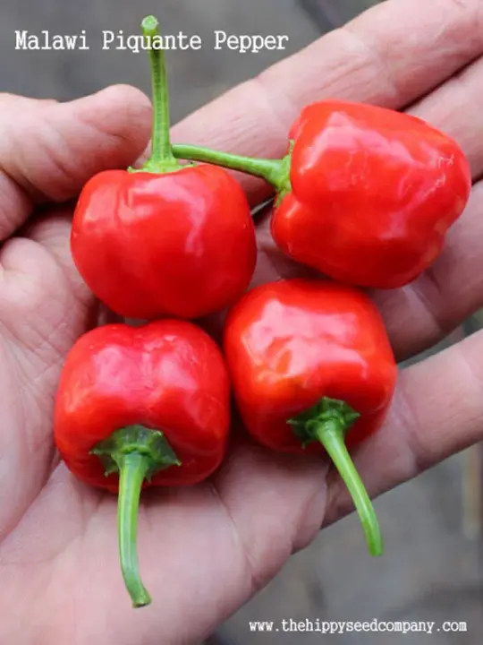 Malawi Piquante Pepper