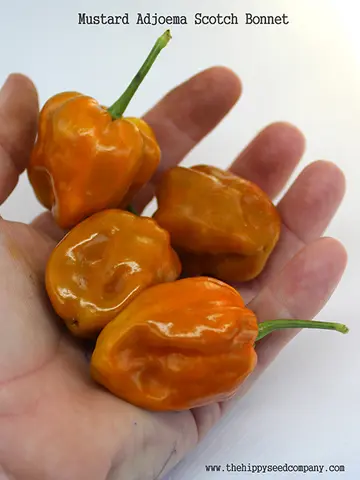 Mustard Adjoema Scotch Bonnet