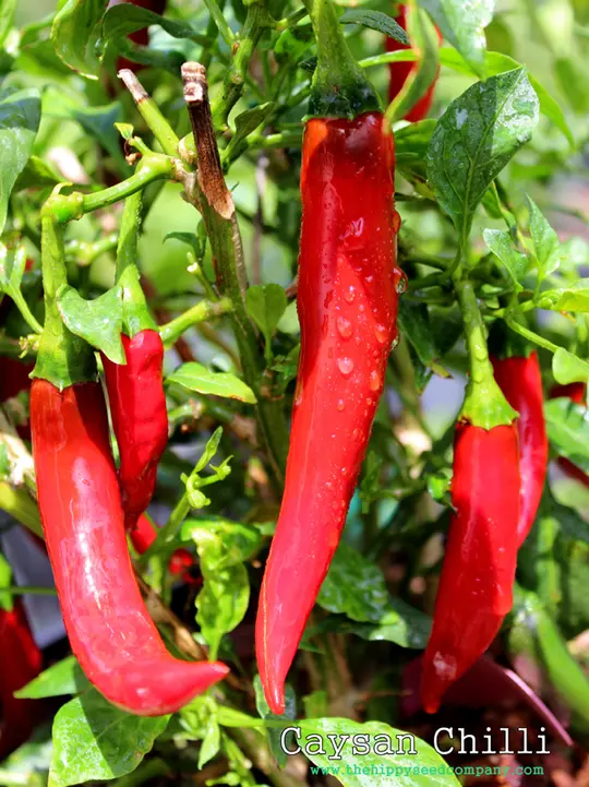 Caysan Chilli