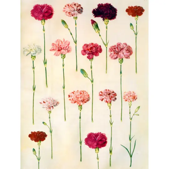 14 Carnations Perfume Oil