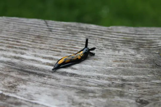 Tiny Black And Yellow Murano Glass Slug Figurine For Decorati