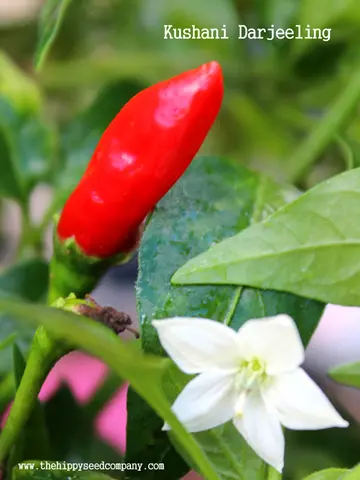 Kushani Darjeeling Chilli