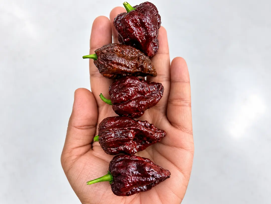 Chocolate-Apocalypse chilli