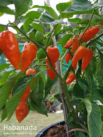 Habanada Habanero