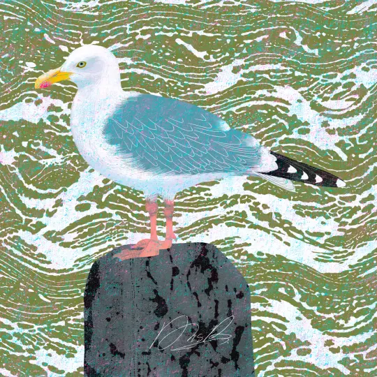 Herring gull