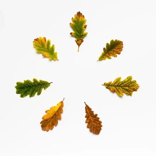 BEUYS' ACORNS (Autumn Leaves 7)