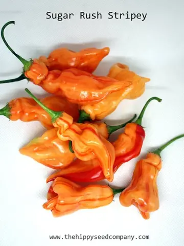 Chilli Favourites