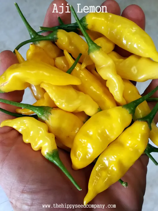 Aji Lemon Chilli