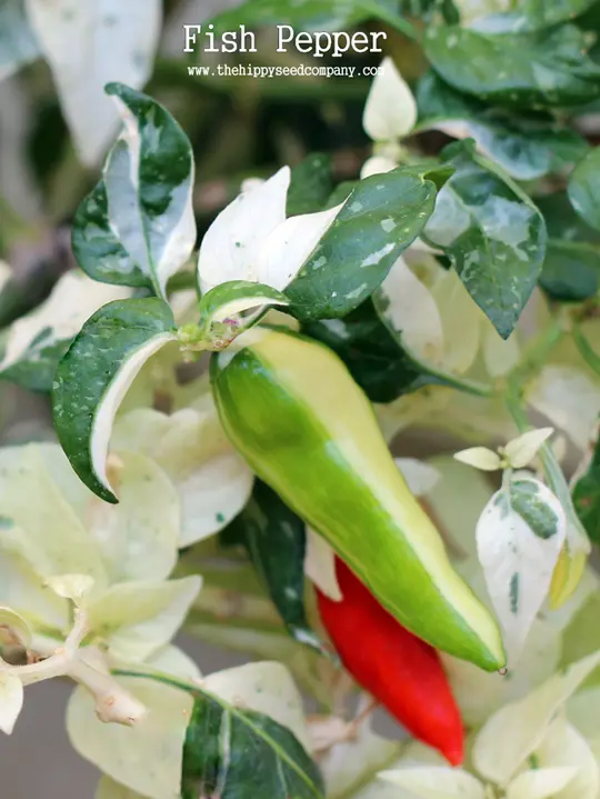 Fish Pepper