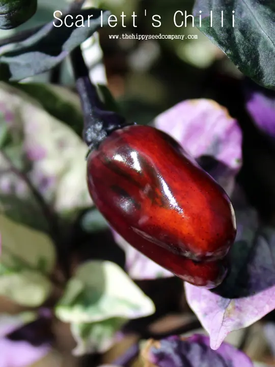 Scarlett’s Chilli