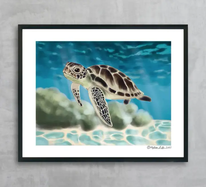 Sea Turtle Fine Art Print, Wholesale